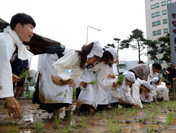 도심에서 모내기 체험