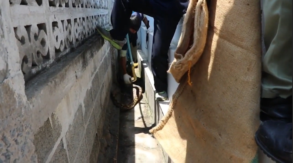 애완견을 잡아 먹고 포획된 뱀 모습(유튜브 영상 캡처)