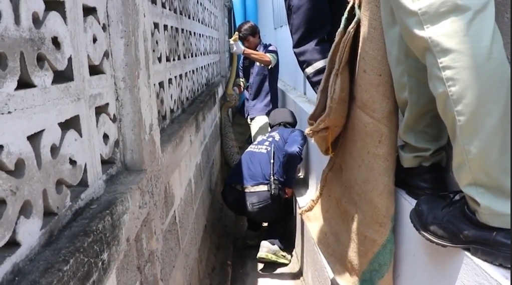 애완견을 잡아 먹고 포획된 뱀 모습(유튜브 영상 캡처)