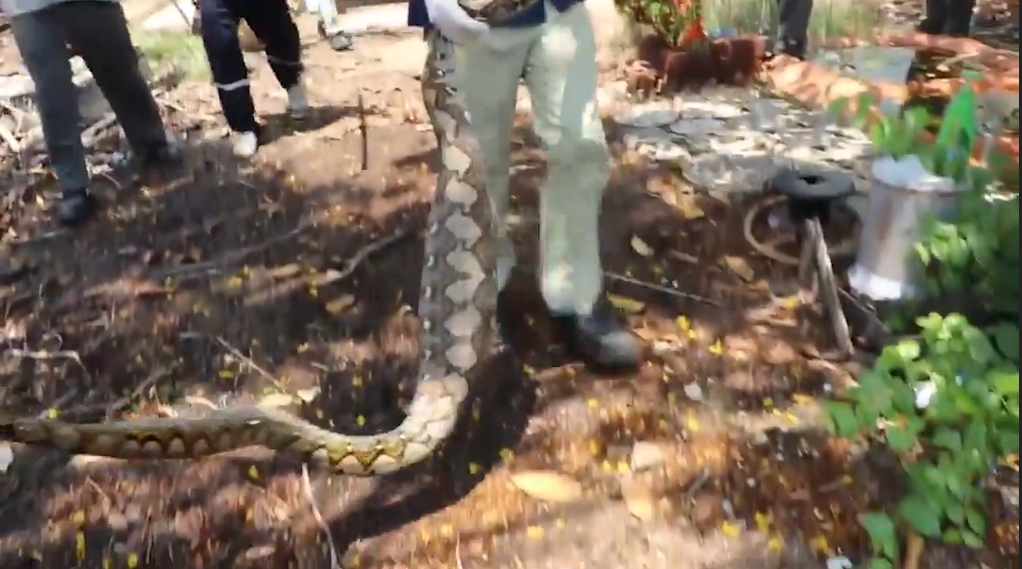 애완견을 잡아 먹고 포획된 뱀 모습(유튜브 영상 캡처)