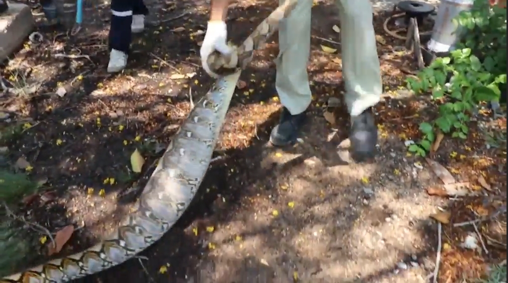 애완견을 잡아 먹고 포획된 뱀 모습(유튜브 영상 캡처)