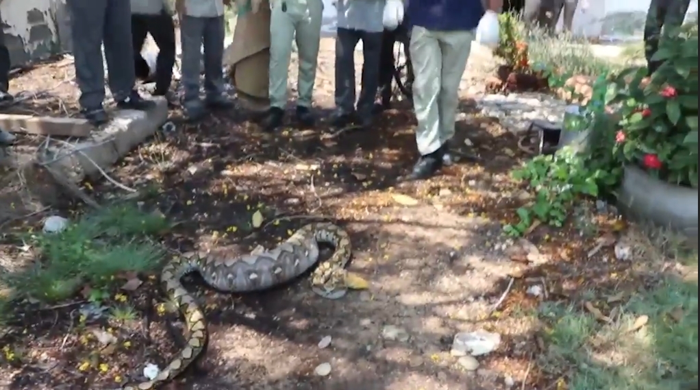 애완견을 잡아 먹고 포획된 뱀 모습(유튜브 영상 캡처)