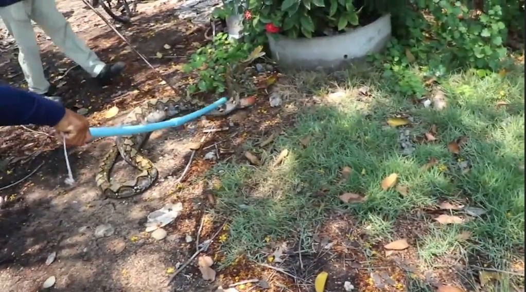 애완견을 잡아 먹고 포획된 뱀 모습(유튜브 영상 캡처)