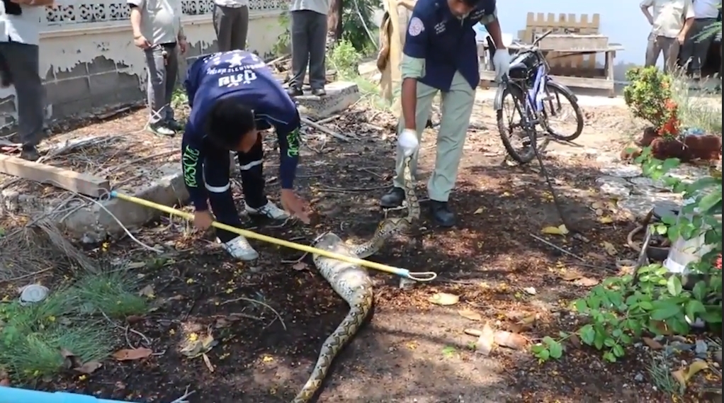 애완견을 잡아 먹고 포획된 뱀 모습(유튜브 영상 캡처)