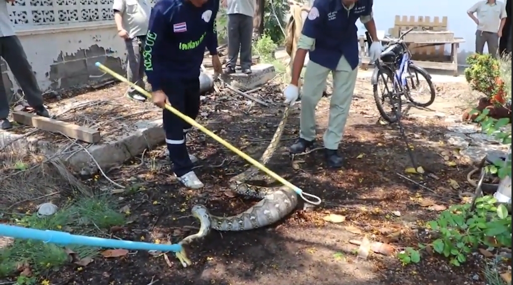 애완견을 잡아 먹고 포획된 뱀 모습(유튜브 영상 캡처)