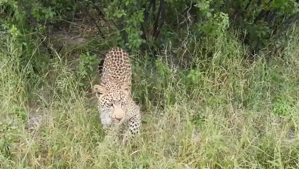 보츠와나(Botswana) 북서부 오카방고 델타(Okavango Delta) 삼각주 지역 표범 한 마리가 사파리 여행객에게 접근하는 모습(유튜브 영상 캡처)