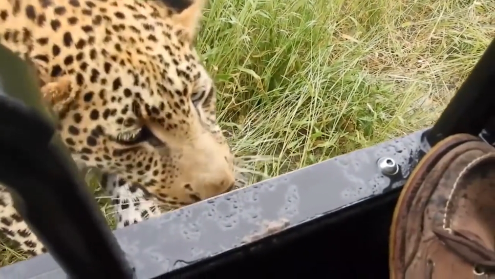 보츠와나(Botswana) 북서부 오카방고 델타(Okavango Delta) 삼각주 지역 표범 한 마리가 사파리 여행객에게 접근하는 모습(유튜브 영상 캡처)