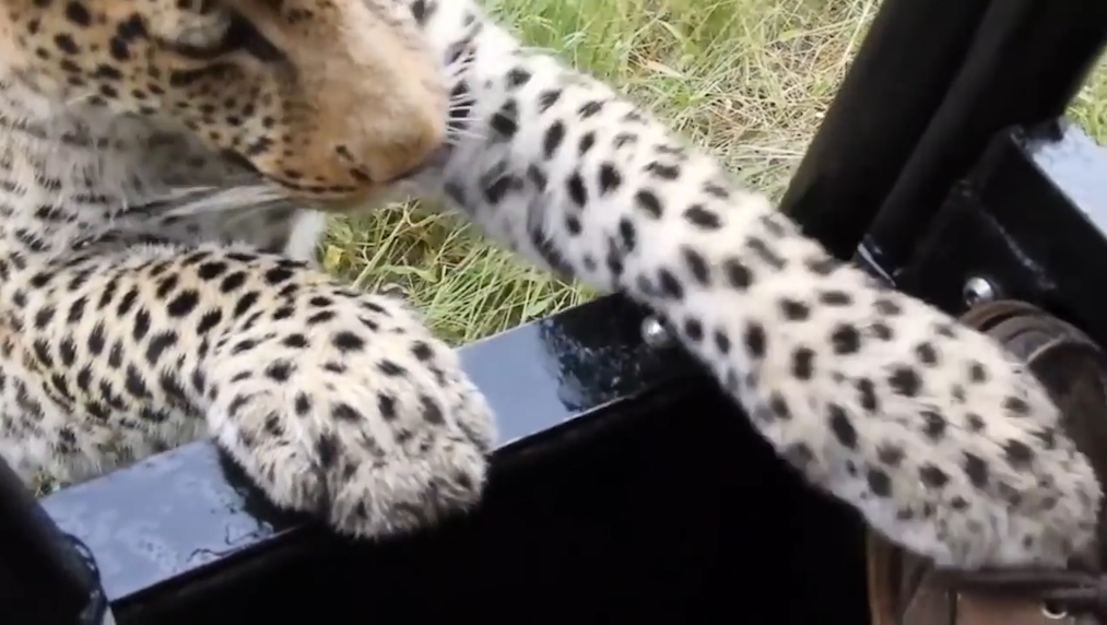 보츠와나(Botswana) 북서부 오카방고 델타(Okavango Delta) 삼각주 지역 표범 한 마리가 사파리 여행객에게 접근하는 모습(유튜브 영상 캡처)
