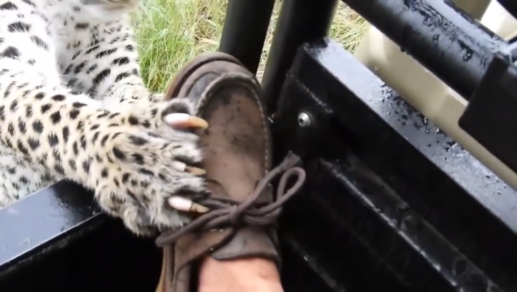 보츠와나(Botswana) 북서부 오카방고 델타(Okavango Delta) 삼각주 지역 표범 한 마리가 사파리 여행객에게 접근하는 모습(유튜브 영상 캡처)