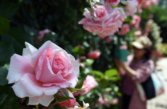 [포토인사이트]’5월, 장미에 빠지다’