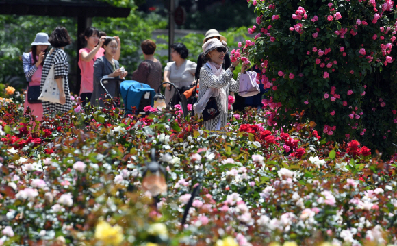 [포토인사이트]’5월, 장미에 빠지다’