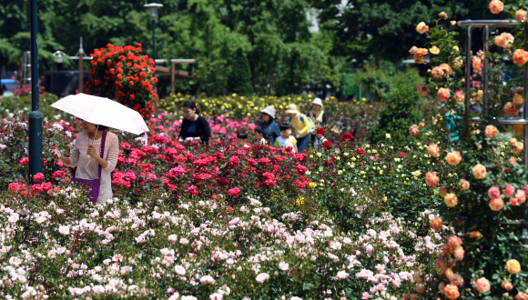 [포토인사이트]’5월, 장미에 빠지다’