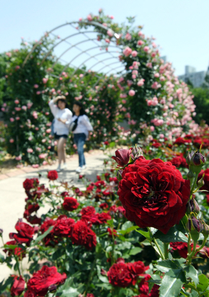 [포토인사이트]’5월, 장미에 빠지다’