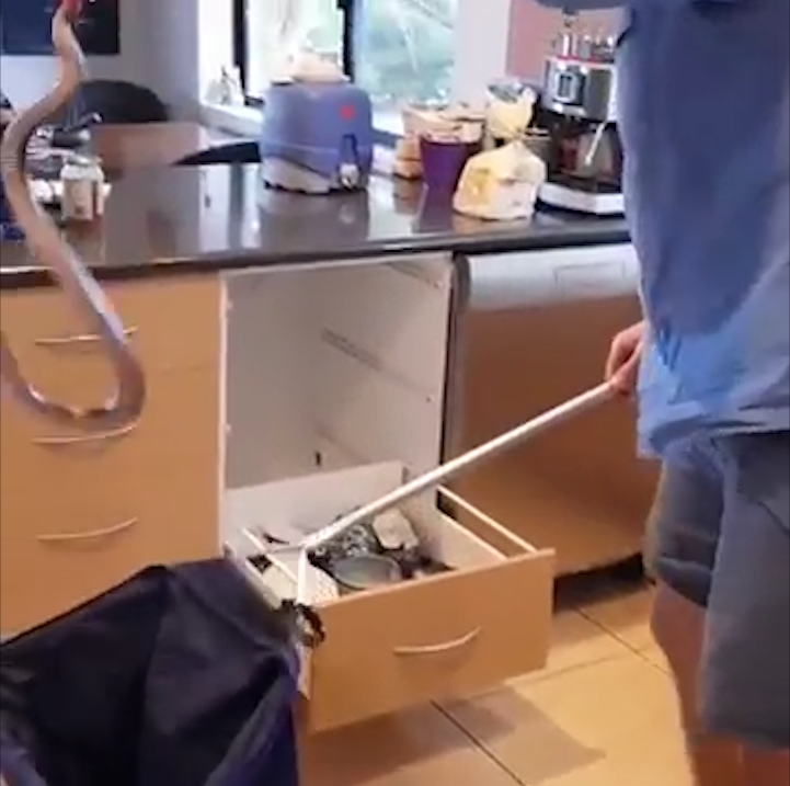 호주 한 가정집 부엌 서랍장 속에 꽈리를 틀고 있는 붉은배검정뱀 모습(유튜브 영상 캡처)