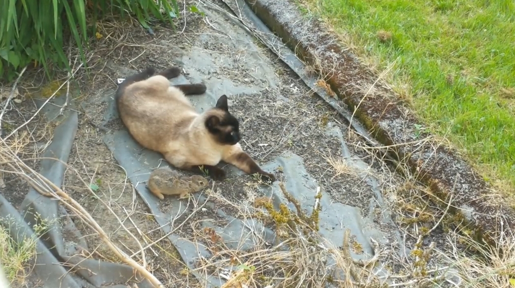 새끼 토끼 한 마리를 잡은 고양이가 결국 올빼미에게 먹잇감을 뺏긴 ‘안타까운’ 모습(유튜브 영상 캡처)