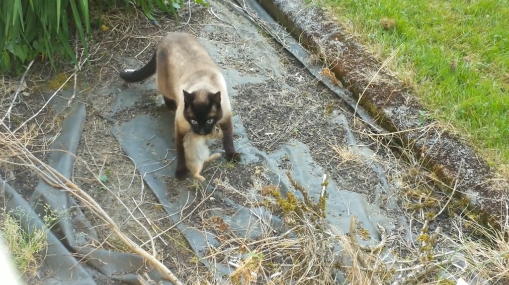 새끼 토끼 한 마리를 잡은 고양이가 결국 올빼미에게 먹잇감을 뺏긴 ‘안타까운’ 사연을
