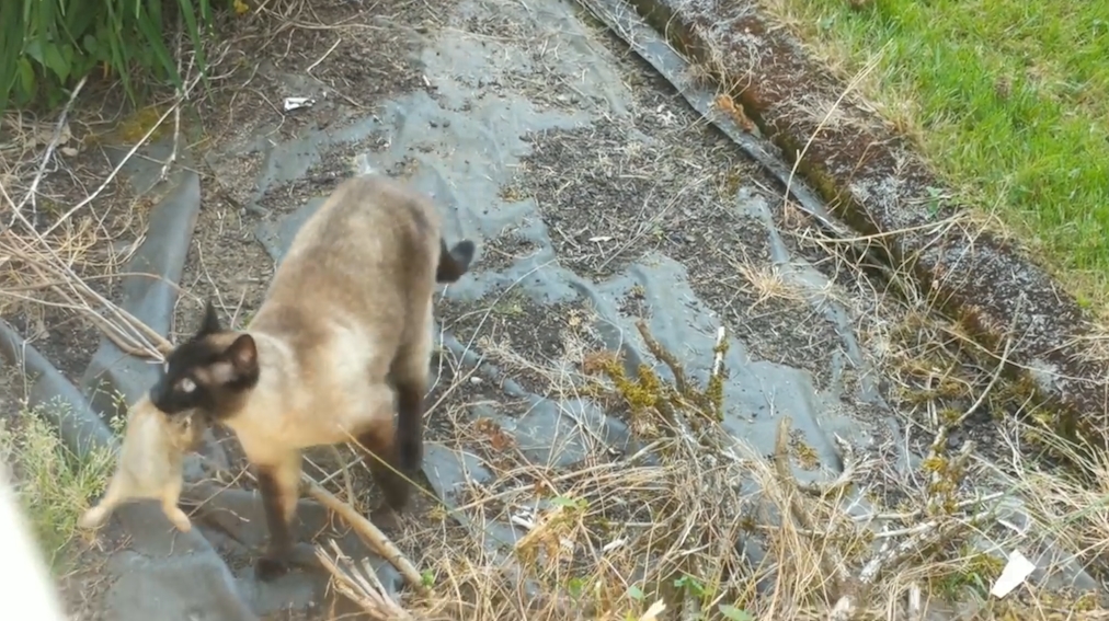 새끼 토끼 한 마리를 잡은 고양이가 결국 올빼미에게 먹잇감을 뺏긴 ‘안타까운’ 사연을