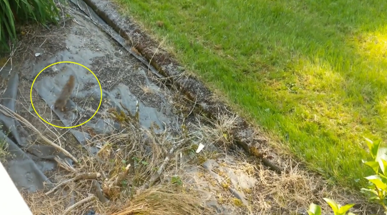 새끼 토끼 한 마리를 잡은 고양이가 결국 올빼미에게 먹잇감을 뺏긴 ‘안타까운’ 사연을