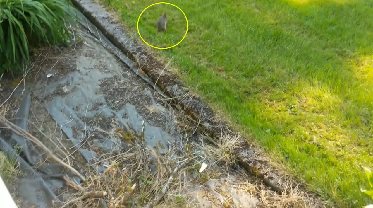 새끼 토끼 한 마리를 잡은 고양이가 결국 올빼미에게 먹잇감을 뺏긴 ‘안타까운’ 사연을