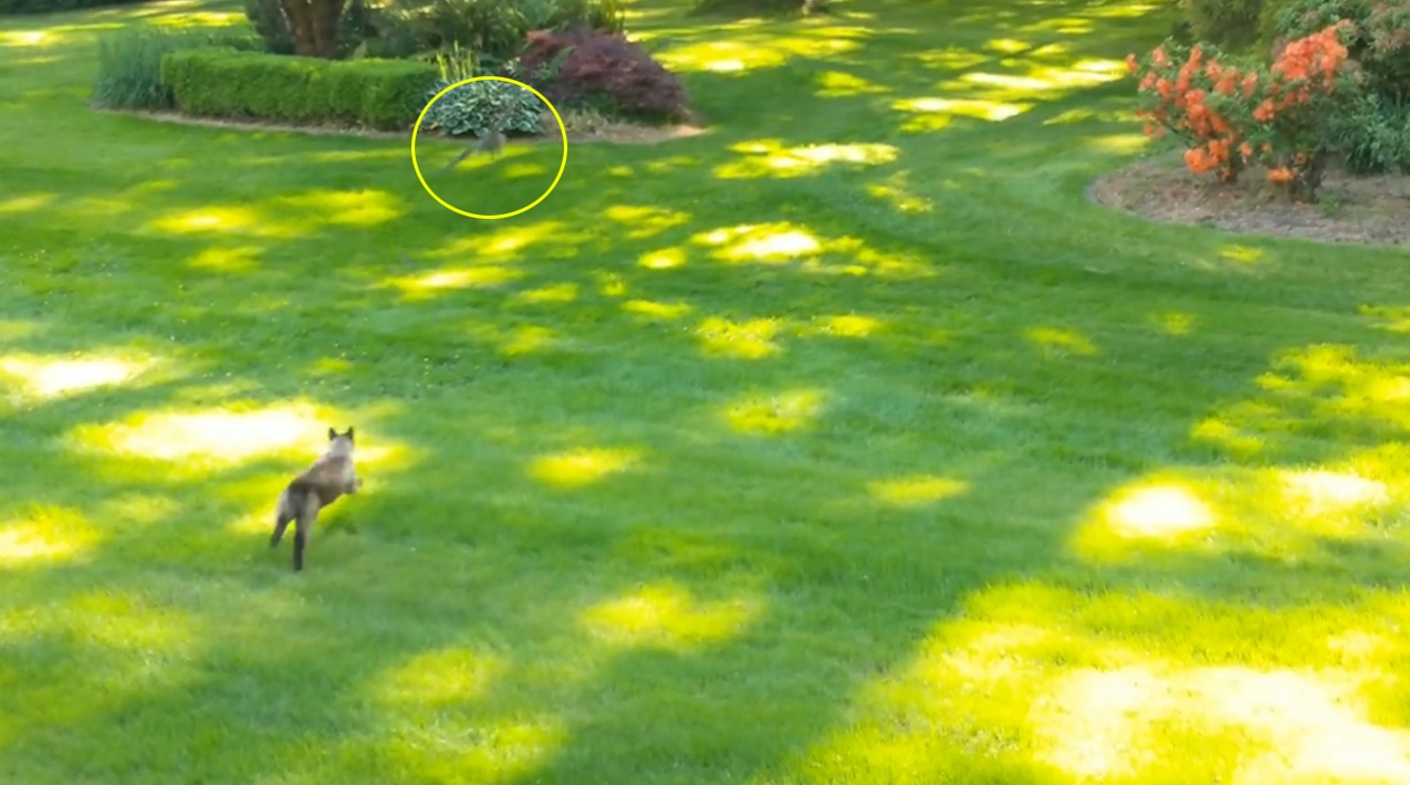 새끼 토끼 한 마리를 잡은 고양이가 결국 올빼미에게 먹잇감을 뺏긴 ‘안타까운’ 사연을