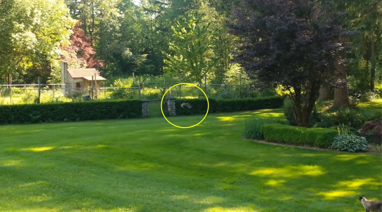 새끼 토끼 한 마리를 잡은 고양이가 결국 올빼미에게 먹잇감을 뺏긴 ‘안타까운’ 사연을