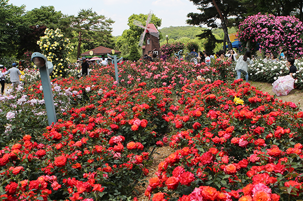 과천 서울대공원 테마파크에서는 26일부터 다음달 10일까지’장미원 축제’가 열린다 서울대공원 제공