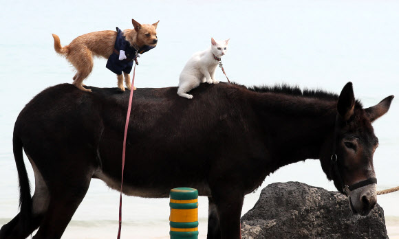 동물들의 해변 산책