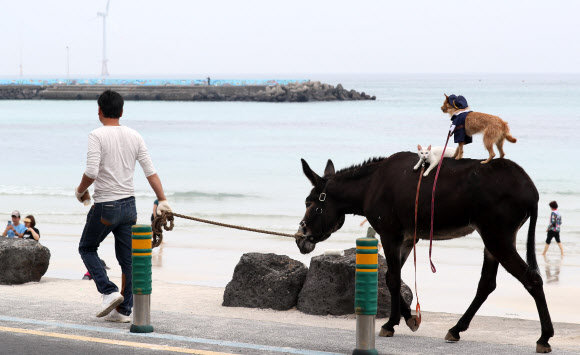 동물들의 해변 산책