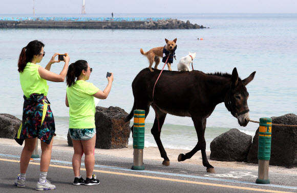 동물들의 해변 산책