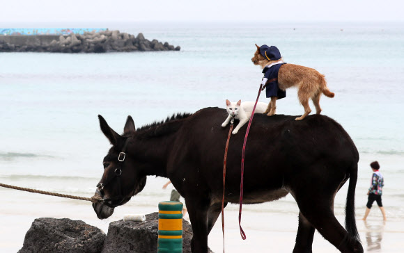 동물들의 해변 산책
