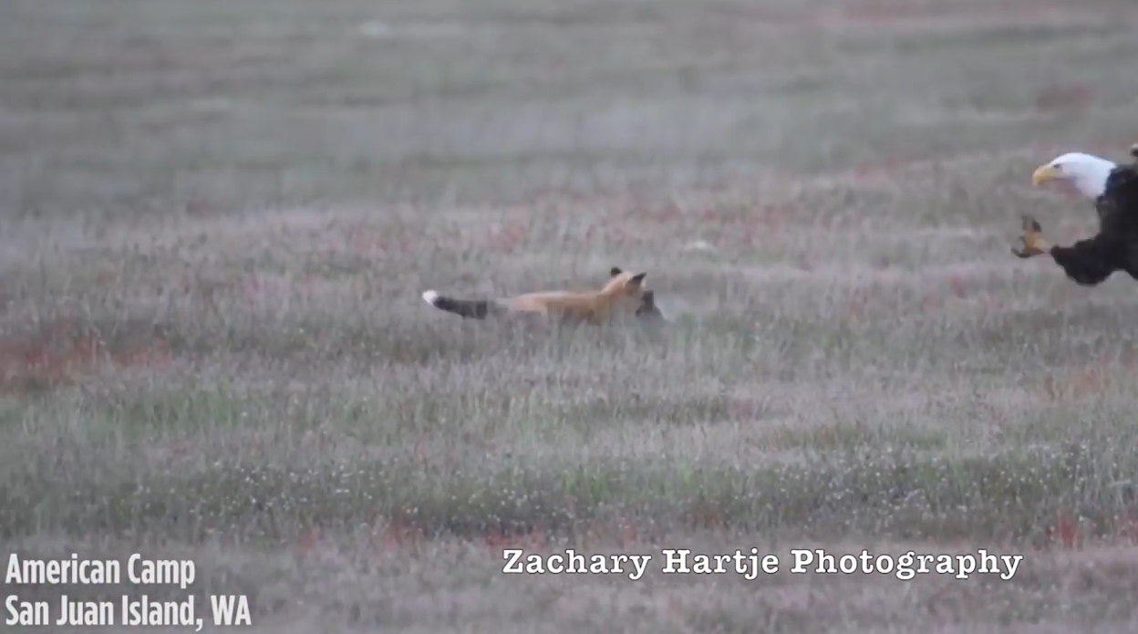 ‘뛰는 놈 위에 나는 놈’ 여우가 잡은 먹잇감을 빼앗아 가는 독수리 모습(유튜브 영상 캡처)