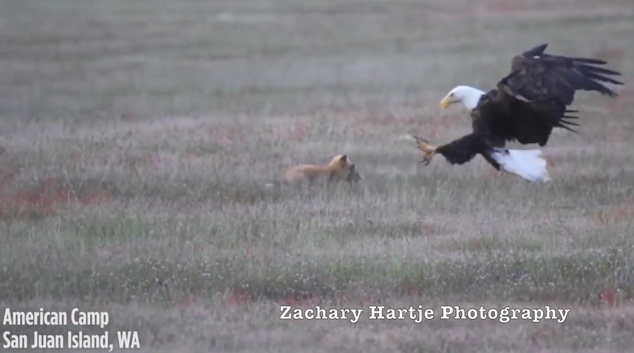 ‘뛰는 놈 위에 나는 놈’ 여우가 잡은 먹잇감을 빼앗아 가는 독수리 모습(유튜브 영상 캡처)