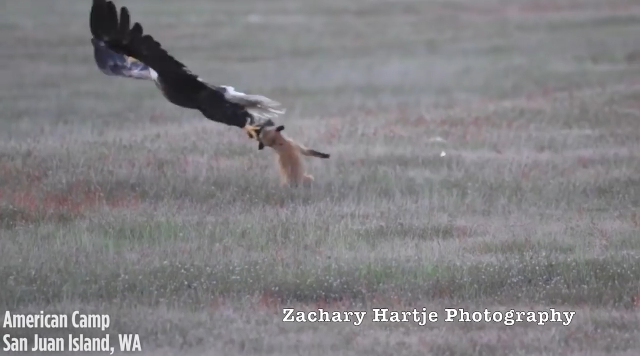 ‘뛰는 놈 위에 나는 놈’ 여우가 잡은 먹잇감을 빼앗아 가는 독수리 모습(유튜브 영상 캡처)