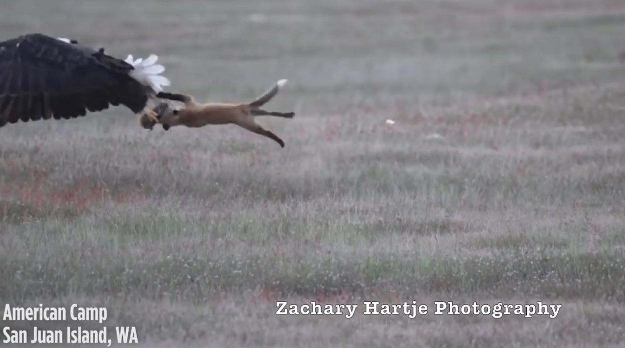 ‘뛰는 놈 위에 나는 놈’ 여우가 잡은 먹잇감을 빼앗아 가는 독수리 모습(유튜브 영상 캡처)