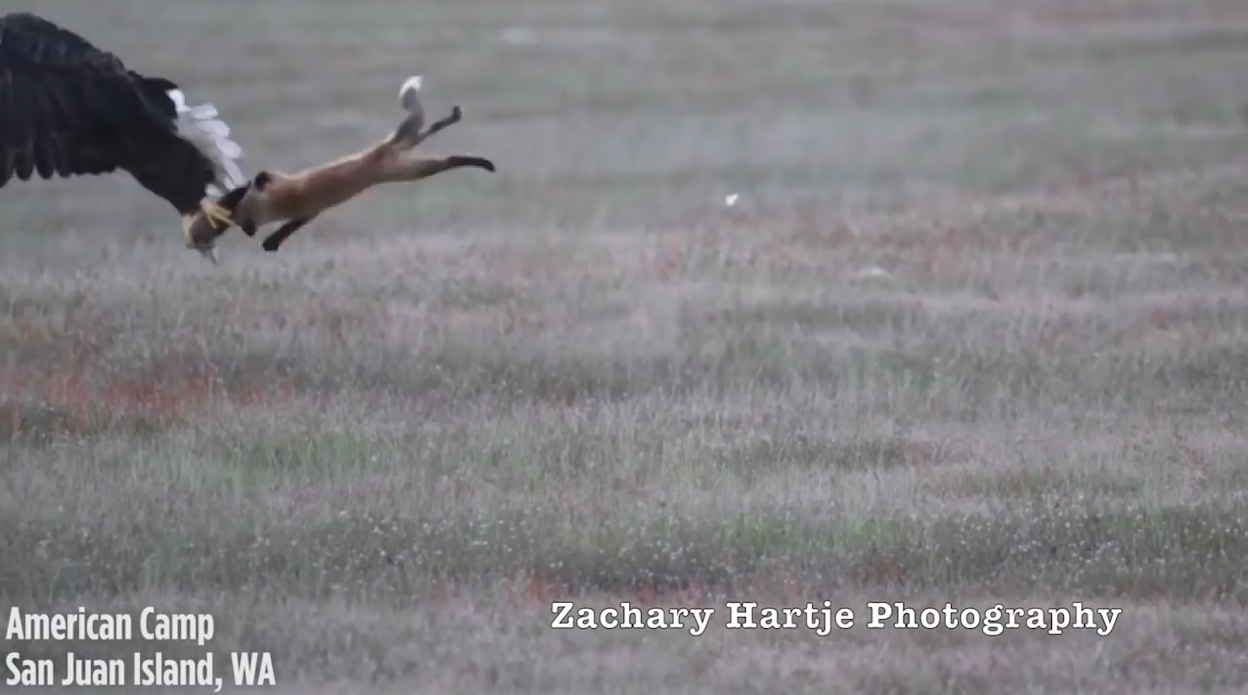 ‘뛰는 놈 위에 나는 놈’ 여우가 잡은 먹잇감을 빼앗아 가는 독수리 모습(유튜브 영상 캡처)