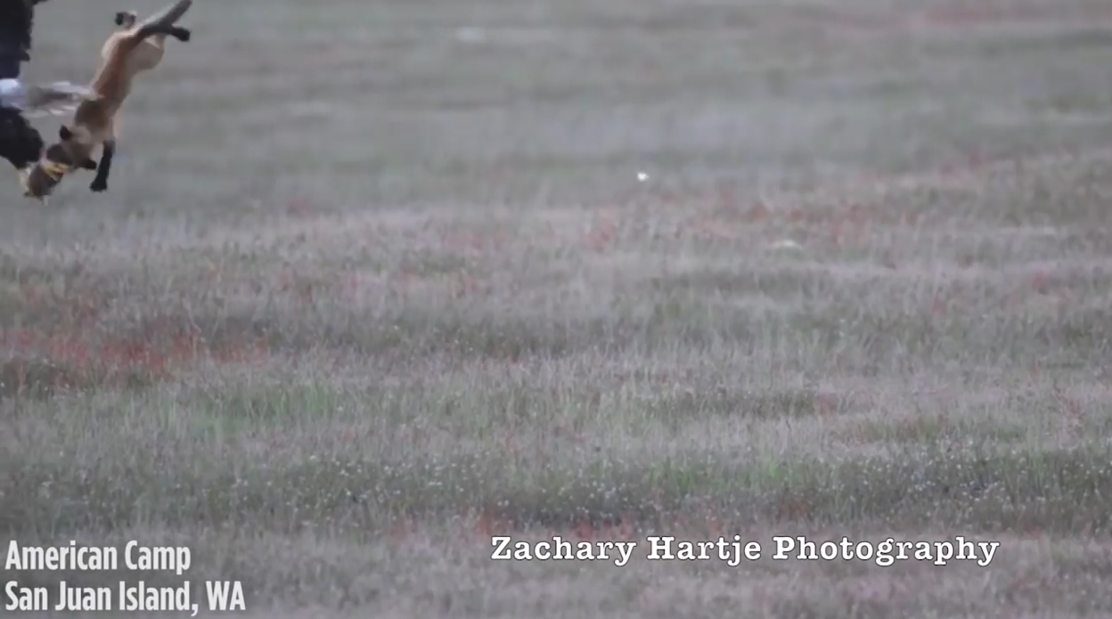 ‘뛰는 놈 위에 나는 놈’ 여우가 잡은 먹잇감을 빼앗아 가는 독수리 모습(유튜브 영상 캡처)