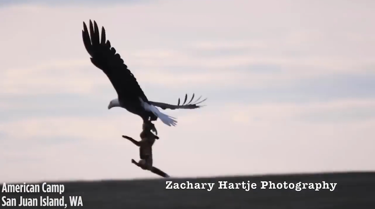‘뛰는 놈 위에 나는 놈’ 여우가 잡은 먹잇감을 빼앗아 가는 독수리 모습(유튜브 영상 캡처)