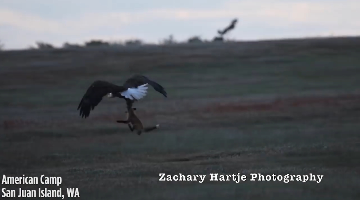 ‘뛰는 놈 위에 나는 놈’ 여우가 잡은 먹잇감을 빼앗아 가는 독수리 모습(유튜브 영상 캡처)