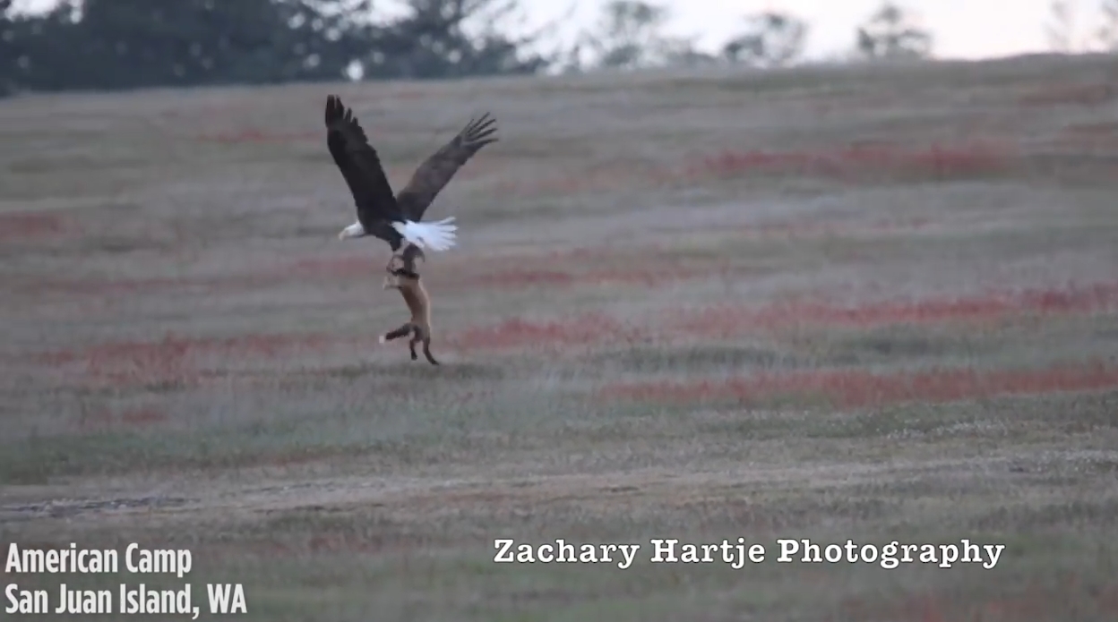 ‘뛰는 놈 위에 나는 놈’ 여우가 잡은 먹잇감을 빼앗아 가는 독수리 모습(유튜브 영상 캡처)