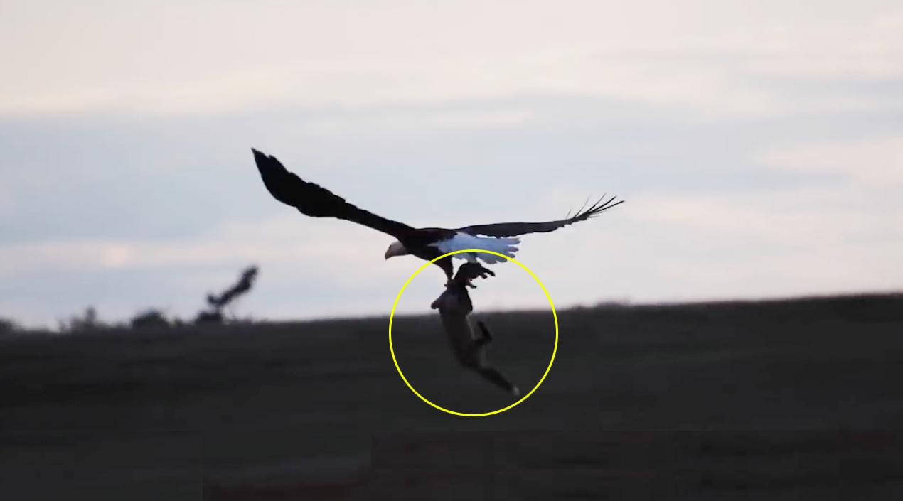 ‘뛰는 놈 위에 나는 놈’ 여우가 잡은 먹잇감을 빼앗아 가는 독수리 모습(유튜브 영상 캡처)