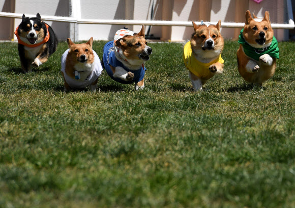 27일(현지시간) 미국 캘리포니아 아르카디아 산타 아니타 말 경주장에서 열린 ‘코기 전국 대회’에서 코기 개들이 경주를 하고 있다. AFP 연합뉴스