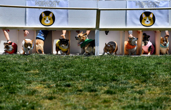 27일(현지시간) 미국 캘리포니아 아르카디아 산타 아니타 말 경주장에서 열린 ‘코기 전국 대회’에서 코기 개들이 경주를 하고 있다. AFP 연합뉴스