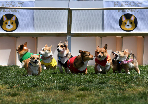 27일(현지시간) 미국 캘리포니아 아르카디아 산타 아니타 말 경주장에서 열린 ‘코기 전국 대회’에서 코기 개들이 경주를 하고 있다. AFP 연합뉴스