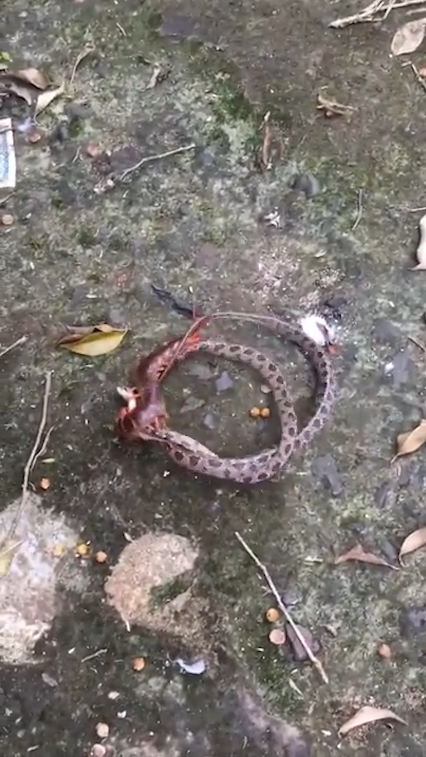 뱀과 대왕지네의 혈투 장면(유튜브 영상 캡처)