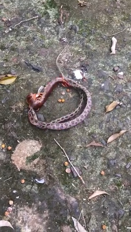 뱀과 대왕지네의 혈투 장면(유튜브 영상 캡처)