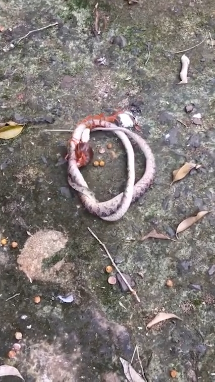 뱀과 대왕지네의 혈투 장면(유튜브 영상 캡처)