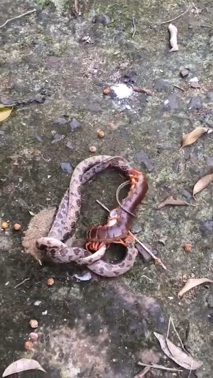 뱀과 대왕지네의 혈투 장면(유튜브 영상 캡처)