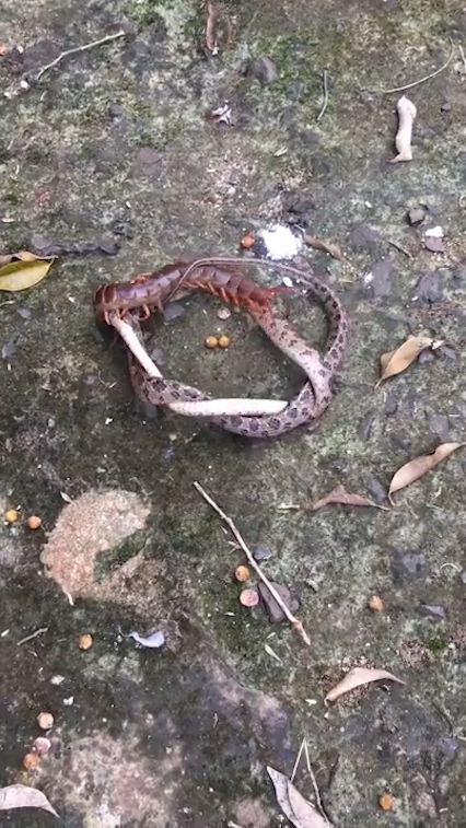 뱀과 대왕지네의 혈투 장면(유튜브 영상 캡처)