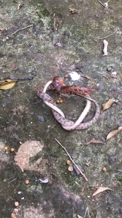 뱀과 대왕지네의 혈투 장면(유튜브 영상 캡처)