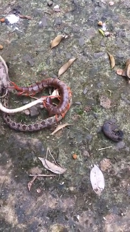 뱀과 대왕지네의 혈투 장면(유튜브 영상 캡처)